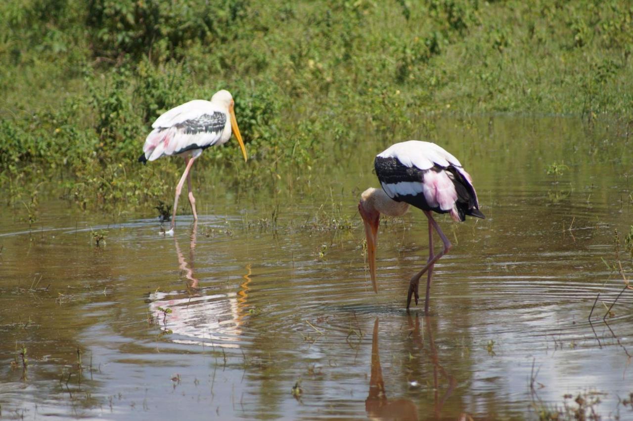 Peacock Riverside Udawalawe Buitenkant foto