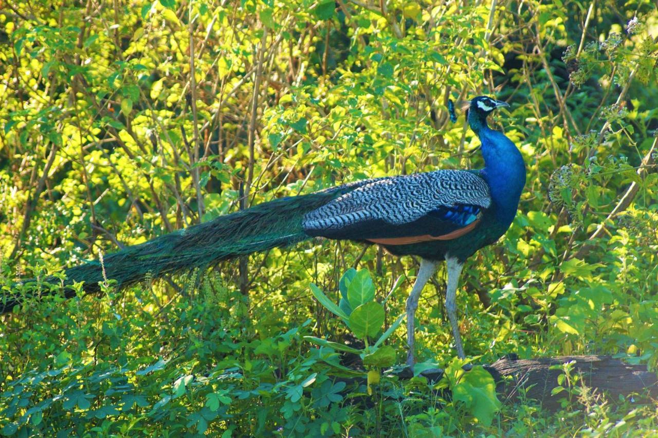 Peacock Riverside Udawalawe Buitenkant foto