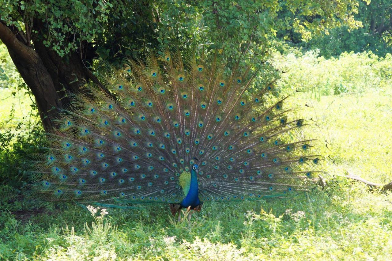 Peacock Riverside Udawalawe Buitenkant foto