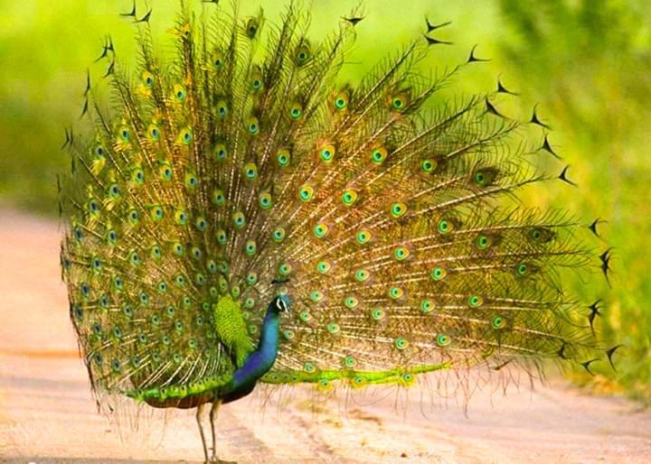 Peacock Riverside Udawalawe Buitenkant foto